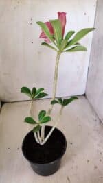 Planta Dobrada 3005 – 30cm – 02 anos - Imagem 5