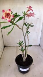 Planta Dobrada 3006 – 30cm – 02 anos - Imagem 2