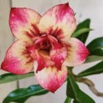 Planta Dobrada 3006 – 30cm – 02 anos