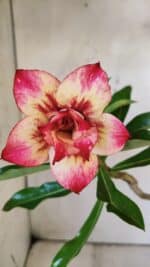 Planta Dobrada 3006 – 30cm – 02 anos