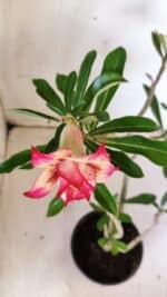 Planta Dobrada 3006 – 30cm – 02 anos - Imagem 4