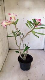 Planta Dobrada 3006 – 30cm – 02 anos - Imagem 6