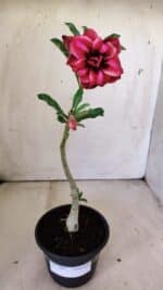 Planta Dobrada 3007 – 30cm – 02 anos - Imagem 2