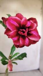 Planta Dobrada 3007 – 30cm – 02 anos - Imagem 3