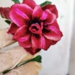 Planta Dobrada 3007 – 30cm – 02 anos