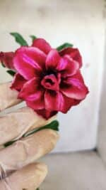 Planta Dobrada 3007 – 30cm – 02 anos