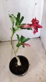 Planta Dobrada 3007 – 30cm – 02 anos - Imagem 7