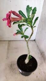 Planta Dobrada 3007 – 30cm – 02 anos - Imagem 5