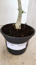 Planta Dobrada 3007 – 30cm – 02 anos - Imagem 6