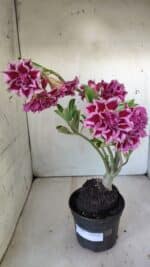 Planta Dobrada 3008 – 35cm – 03 anos