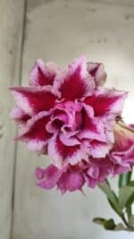 Planta Dobrada 3008 – 35cm – 03 anos - Imagem 4