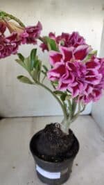 Planta Dobrada 3008 – 35cm – 03 anos - Imagem 5