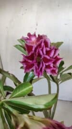 Planta Dobrada 3008 – 35cm – 03 anos - Imagem 6