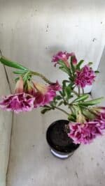 Planta Dobrada 3008 – 35cm – 03 anos - Imagem 7