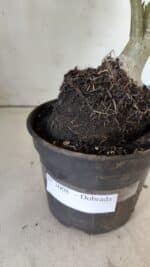 Planta Dobrada 3008 – 35cm – 03 anos - Imagem 10