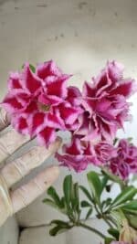 Planta Dobrada 3008 – 35cm – 03 anos - Imagem 3