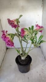 Planta Dobrada 3008 – 35cm – 03 anos - Imagem 9