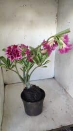 Planta Dobrada 3008 – 35cm – 03 anos - Imagem 8