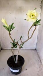 Planta Dobrada 3009 – 30cm – 02 anos - Imagem 2