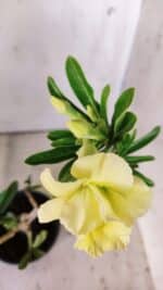 Planta Dobrada 3009 – 30cm – 02 anos - Imagem 4