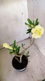 Planta Dobrada 3009 – 30cm – 02 anos - Imagem 5