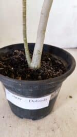 Planta Dobrada 3009 – 30cm – 02 anos - Imagem 7