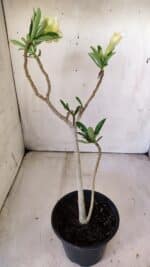 Planta Dobrada 3009 – 30cm – 02 anos - Imagem 6