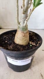 Planta Dobrada 3010 – 30cm – 02 anos - Imagem 7