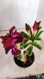 Planta Dobrada 3010 – 30cm – 02 anos - Imagem 4