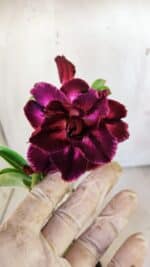 Planta Dobrada 3010 – 30cm – 02 anos - Imagem 6