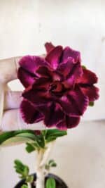 Planta Dobrada 3010 – 30cm – 02 anos