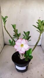 Planta Dobrada 3011 – 30cm – 02 anos - Imagem 2