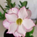 Planta Dobrada 3011 – 30cm – 02 anos