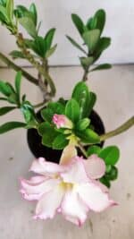 Planta Dobrada 3011 – 30cm – 02 anos - Imagem 4