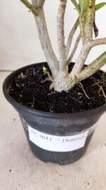 Planta Dobrada 3011 – 30cm – 02 anos - Imagem 6