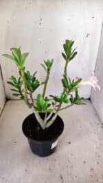 Planta Dobrada 3011 – 30cm – 02 anos - Imagem 7