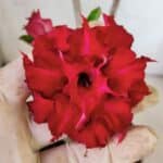 Planta Dobrada 3012 – 30cm – 02 anos