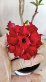 Planta Dobrada 3012 – 30cm – 02 anos