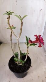 Planta Dobrada 3012 – 30cm – 02 anos - Imagem 5