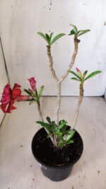 Planta Dobrada 3012 – 30cm – 02 anos - Imagem 4