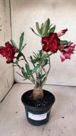 Planta Dobrada 3013 – 30cm – 02 anos - Imagem 2