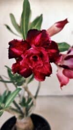 Planta Dobrada 3013 – 30cm – 02 anos