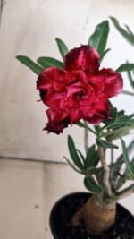 Planta Dobrada 3013 – 30cm – 02 anos - Imagem 4