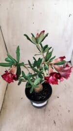 Planta Dobrada 3013 – 30cm – 02 anos - Imagem 10