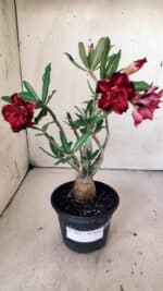 Planta Dobrada 3013 – 30cm – 02 anos - Imagem 8