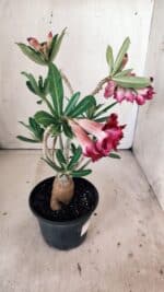 Planta Dobrada 3013 – 30cm – 02 anos - Imagem 7