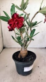 Planta Dobrada 3013 – 30cm – 02 anos - Imagem 5