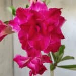 Planta Dobrada 3014 – 35cm – 03 anos