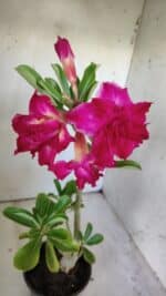 Planta Dobrada 3014 – 35cm – 03 anos - Imagem 4