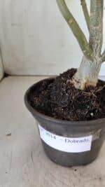 Planta Dobrada 3014 – 35cm – 03 anos - Imagem 8